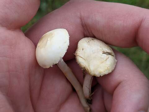 Agrocybe pediades (Fr.) Fayod 1889 resmi