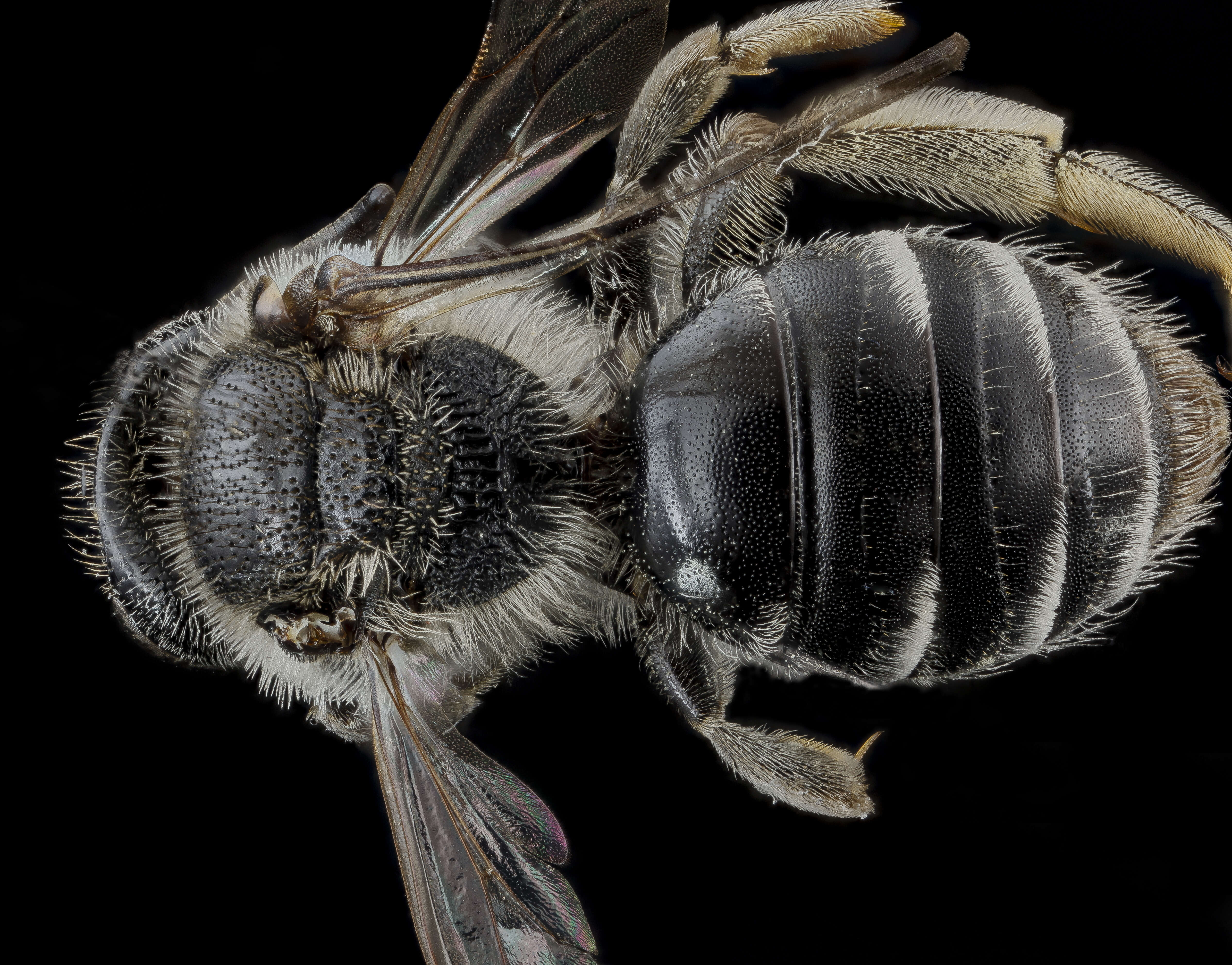 Image of Andrena miranda Smith 1879