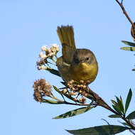 Geothlypis trichas (Linnaeus 1766) resmi