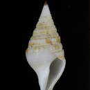 Image of Gemmuloborsonia neocaledonica Sysoev & Bouchet 1996