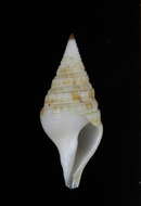 Image de Gemmuloborsonia neocaledonica Sysoev & Bouchet 1996
