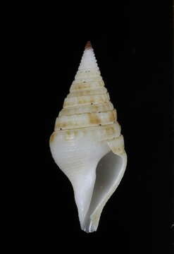 Image of Gemmuloborsonia neocaledonica Sysoev & Bouchet 1996