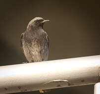 Image of Black Redstart