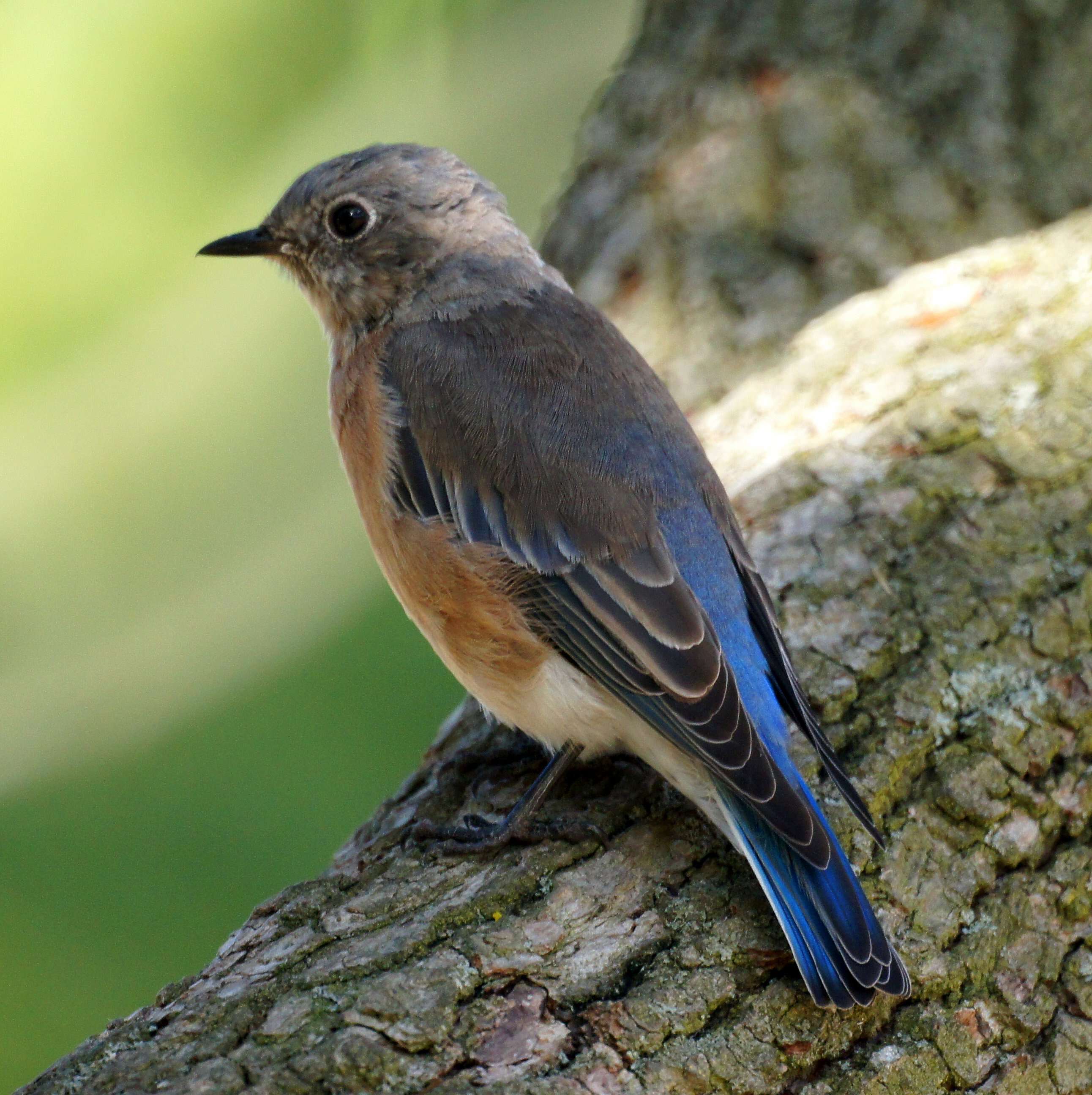 Image of Western Bluebird