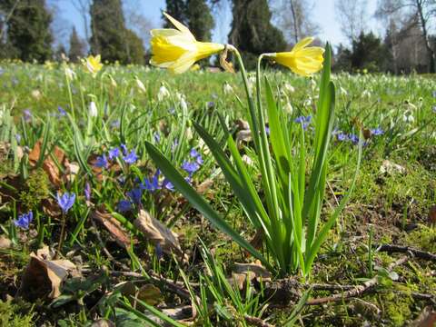 Image of daffodil