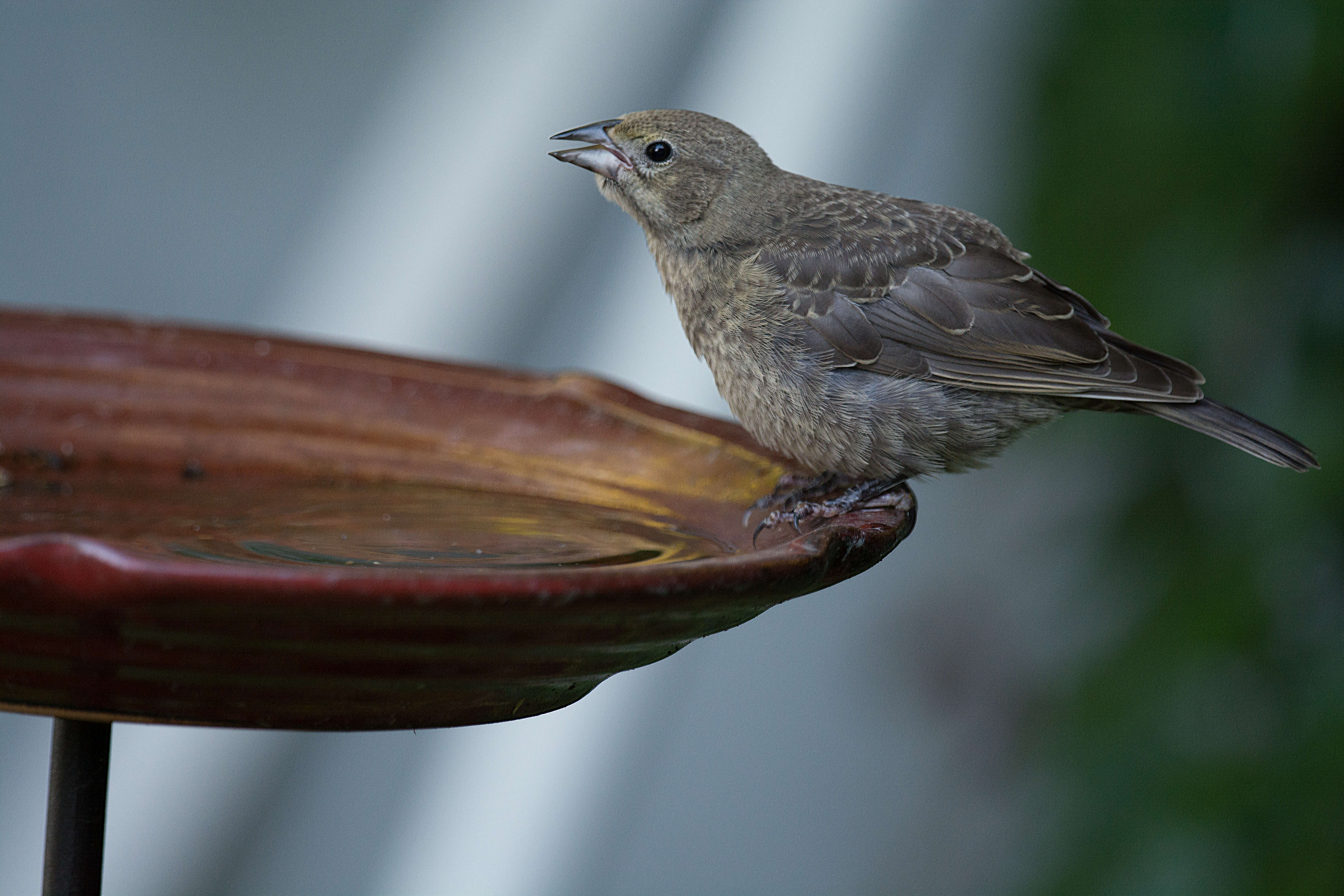 Image of Brown-headed Cowbird