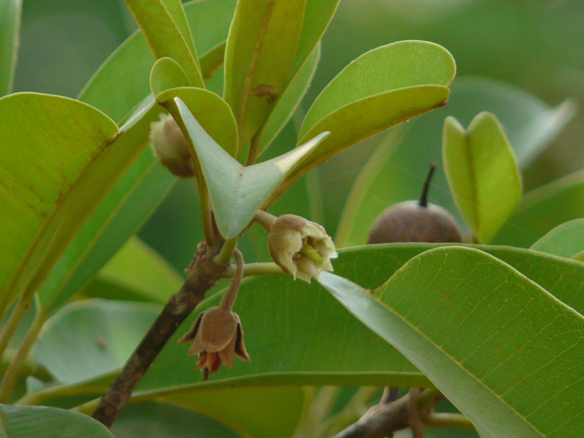 Image of sapodilla