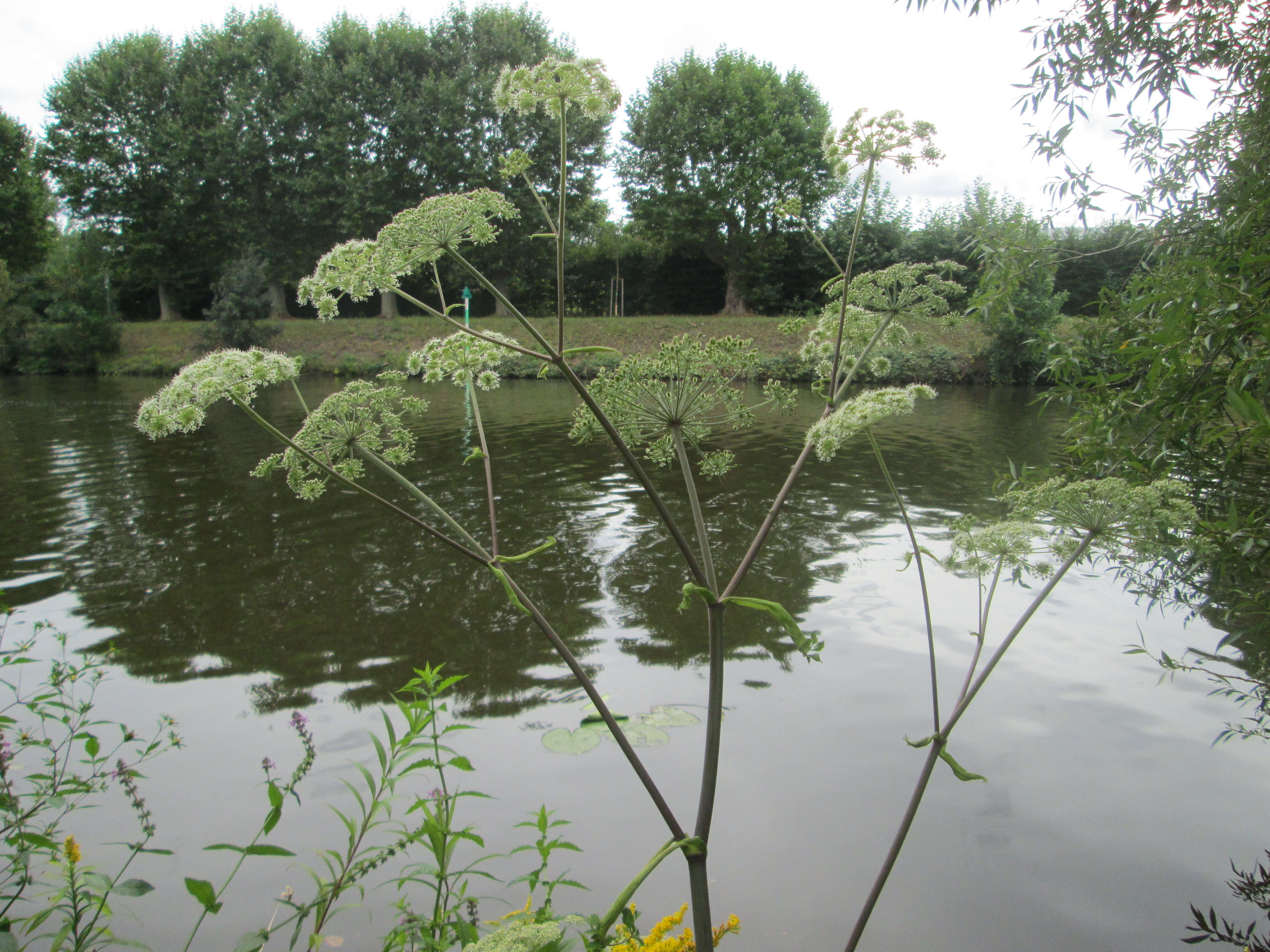 Image of wild angelica