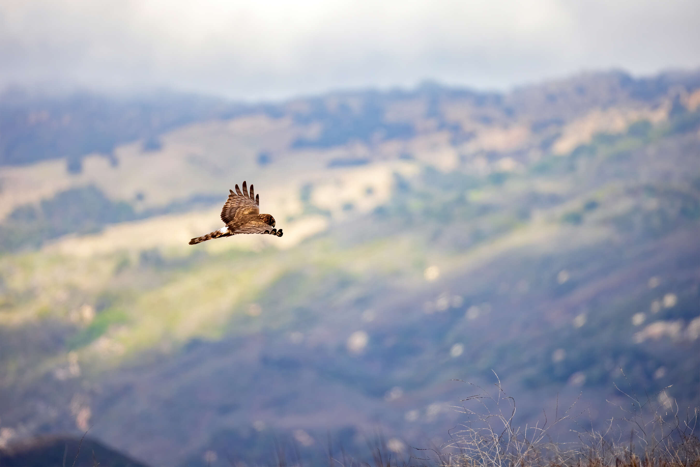 Image of Northern Harrier