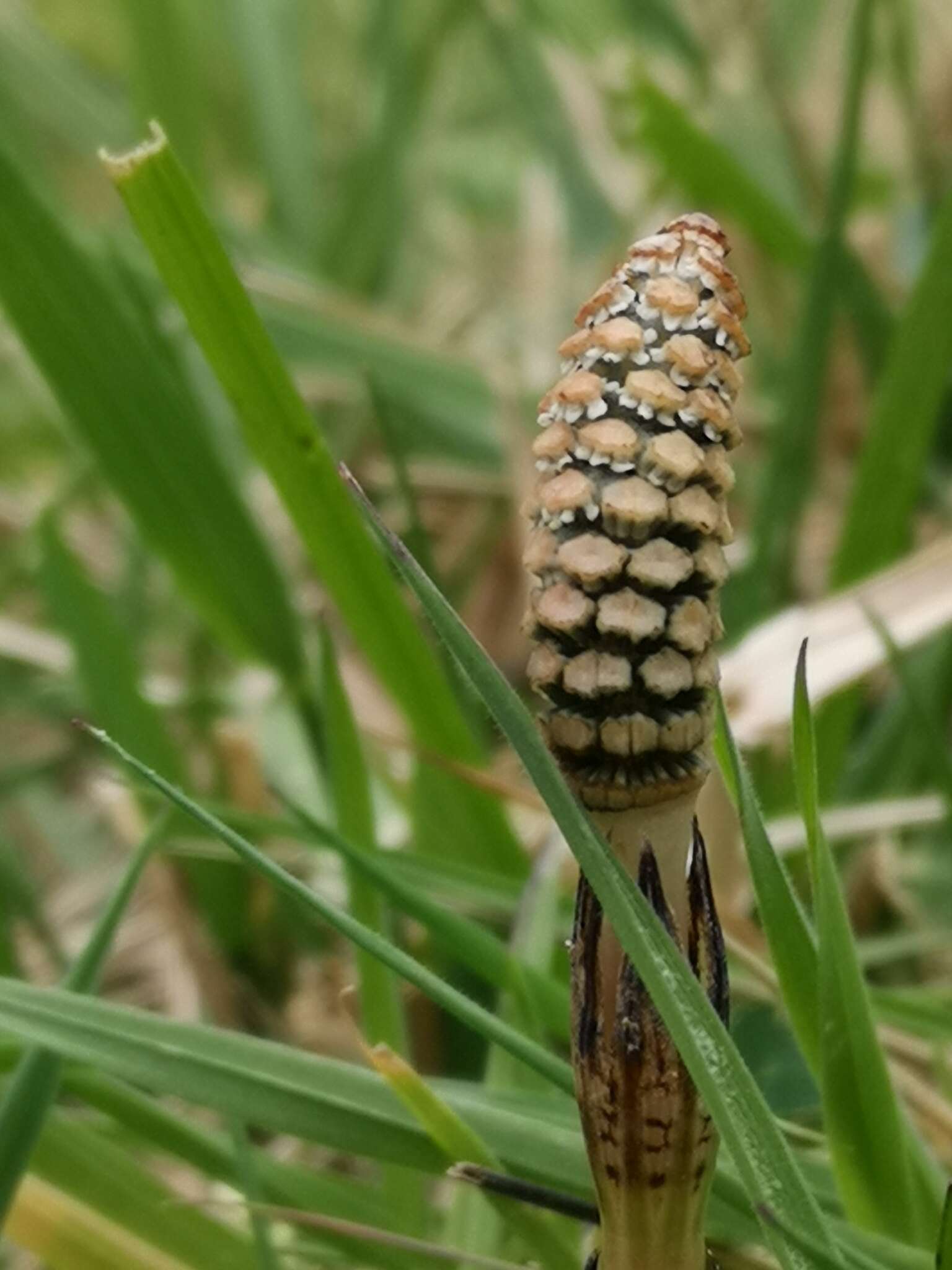 Image of field horsetail