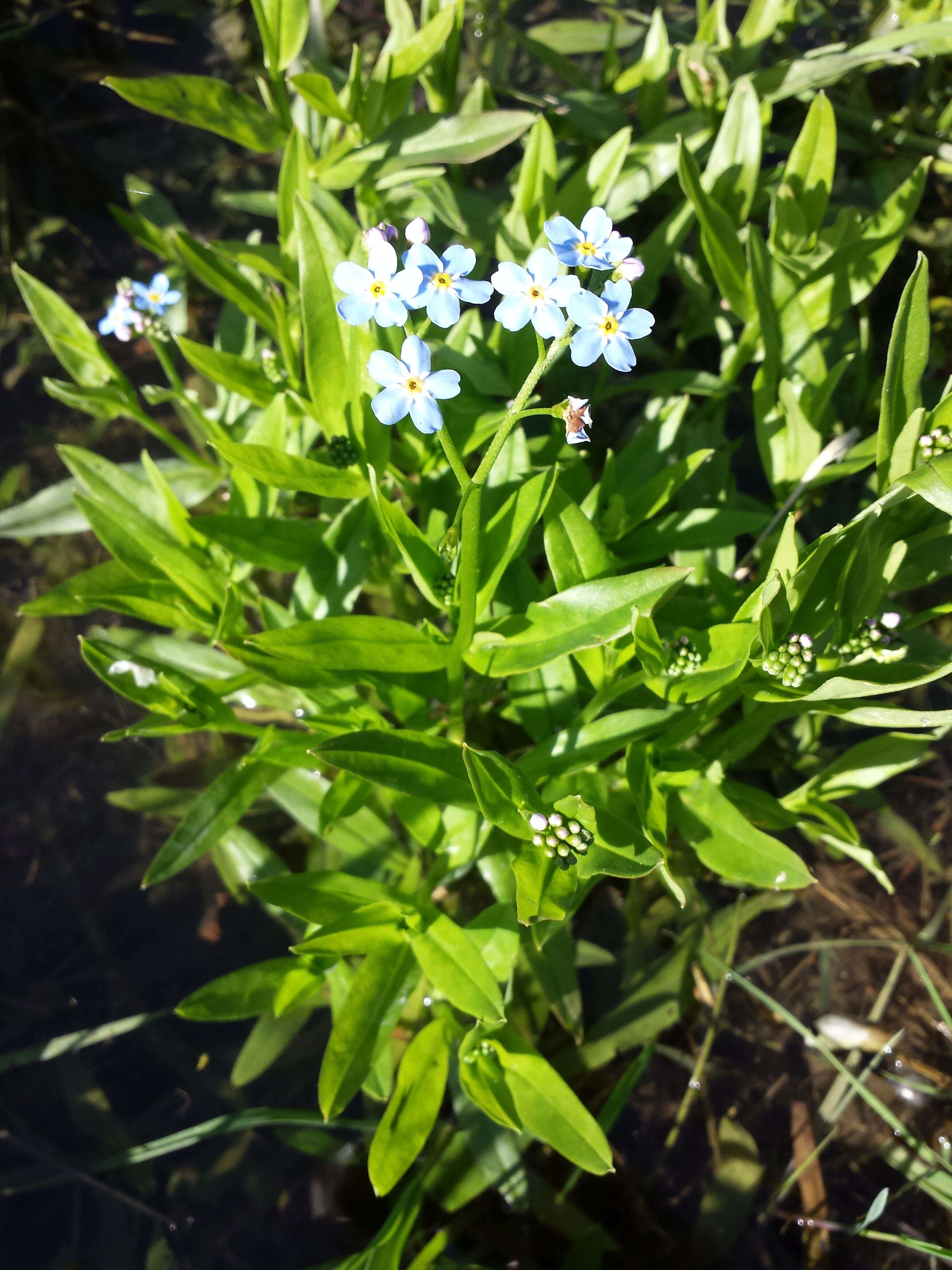 Image of true forget-me-not