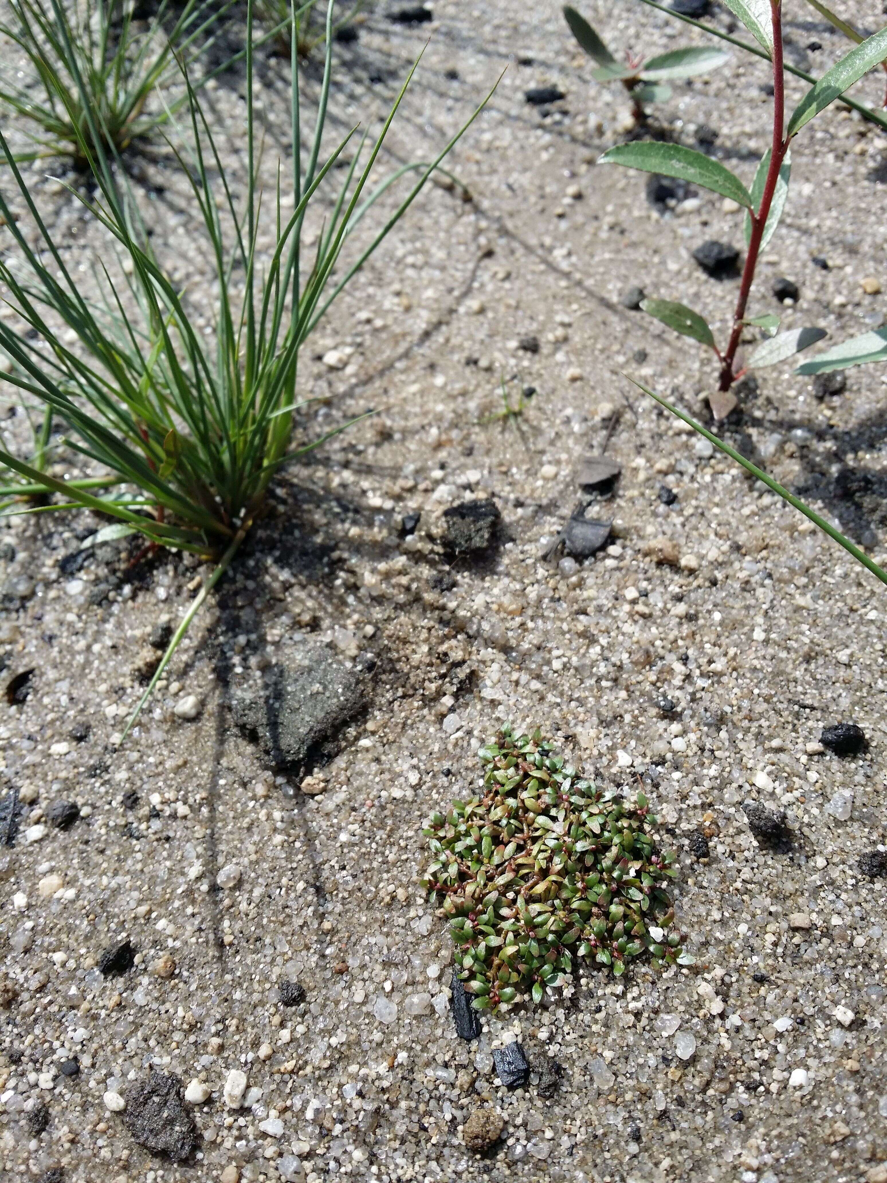 Image of Mudwort