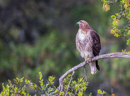 Image of Red-tailed Hawk