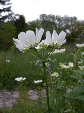 Orlaya grandiflora (L.) Hoffm. resmi