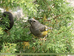 Image of White-winged Grosbeak