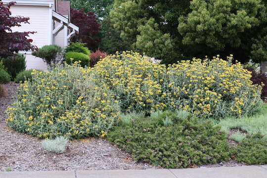 Plancia ëd Phlomis fruticosa L.