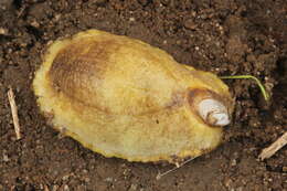 Image of Shelled slug