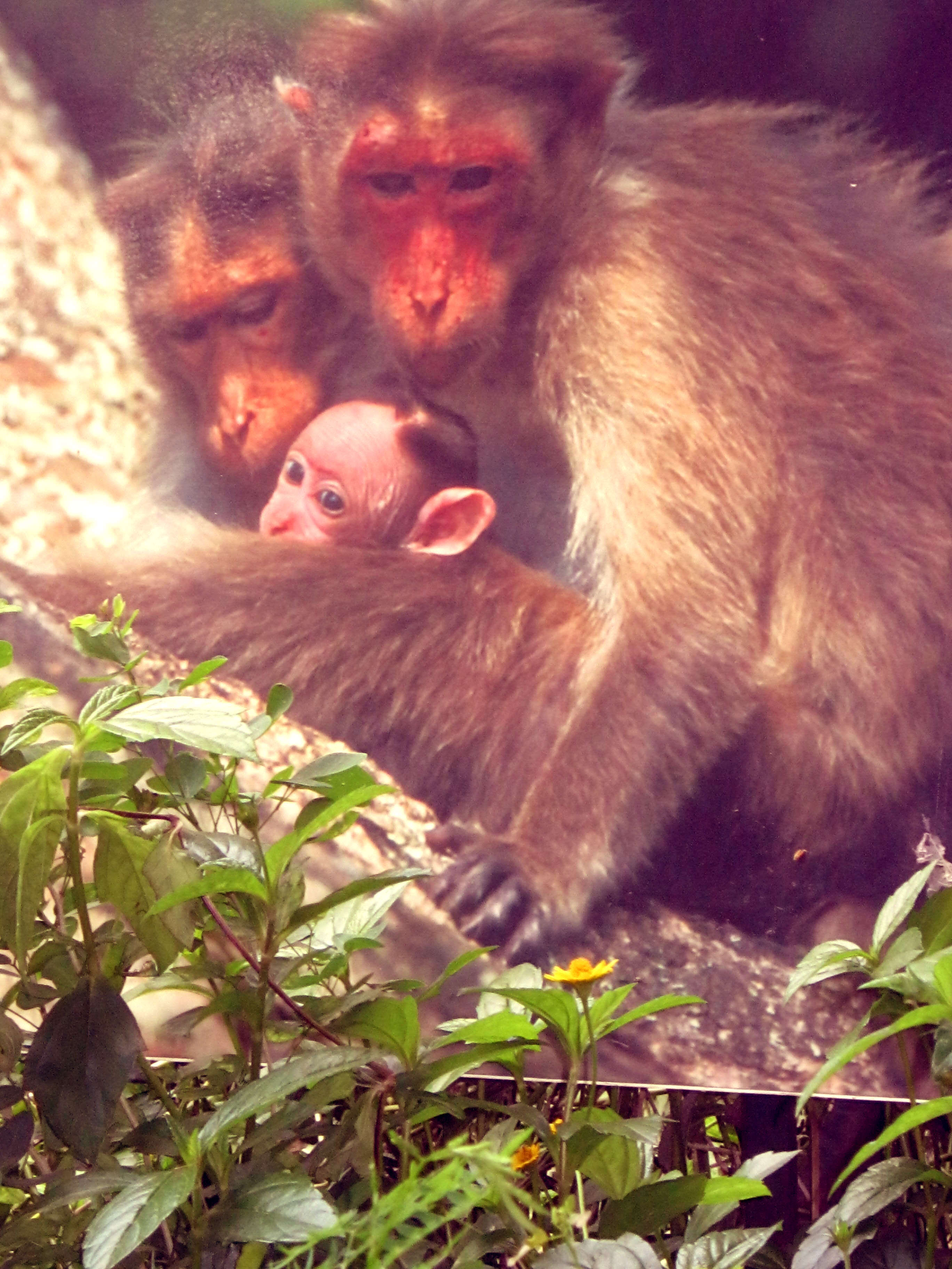 Image of Bonnet Macaque