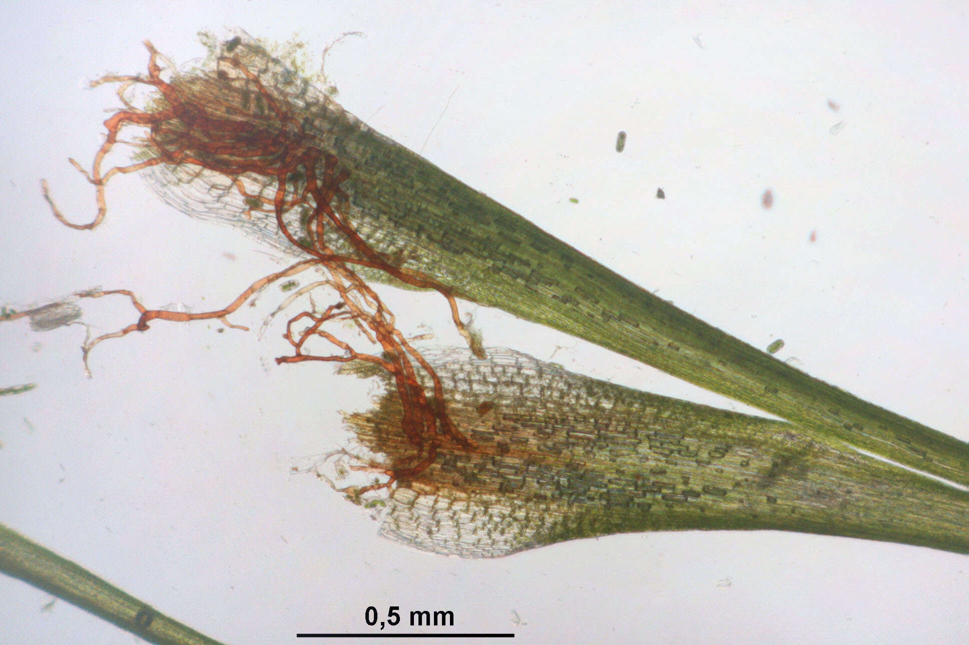 Image of campylopus moss