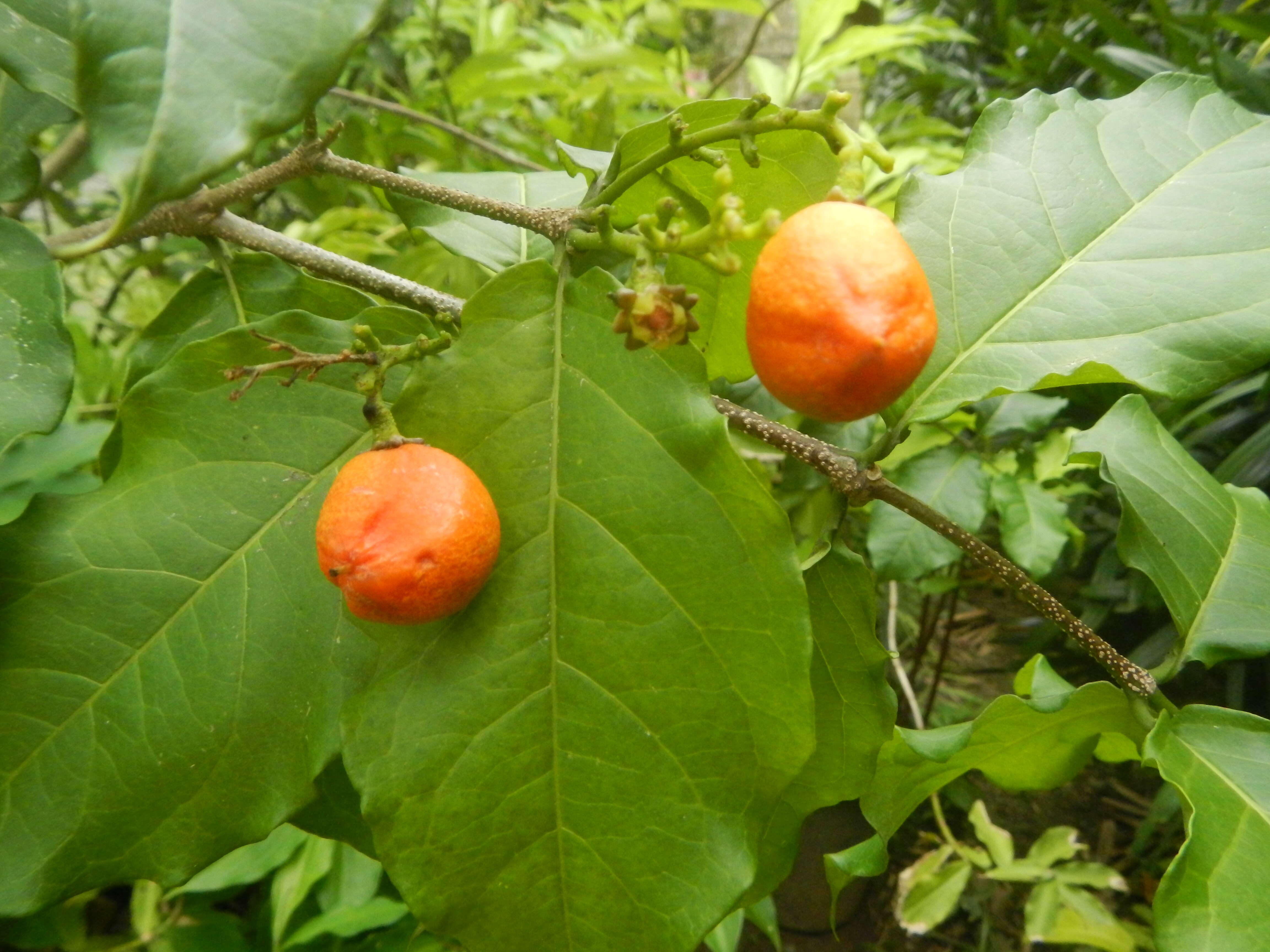 Image of Bunchosia argentea (Jacq.) DC.