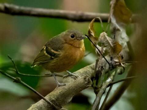 Image of Plain-throated Antwren