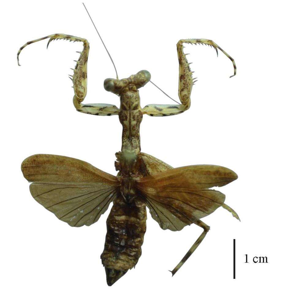 Image of Mantis