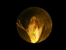 صورة Eleocharis cylindrostachys Boeckeler