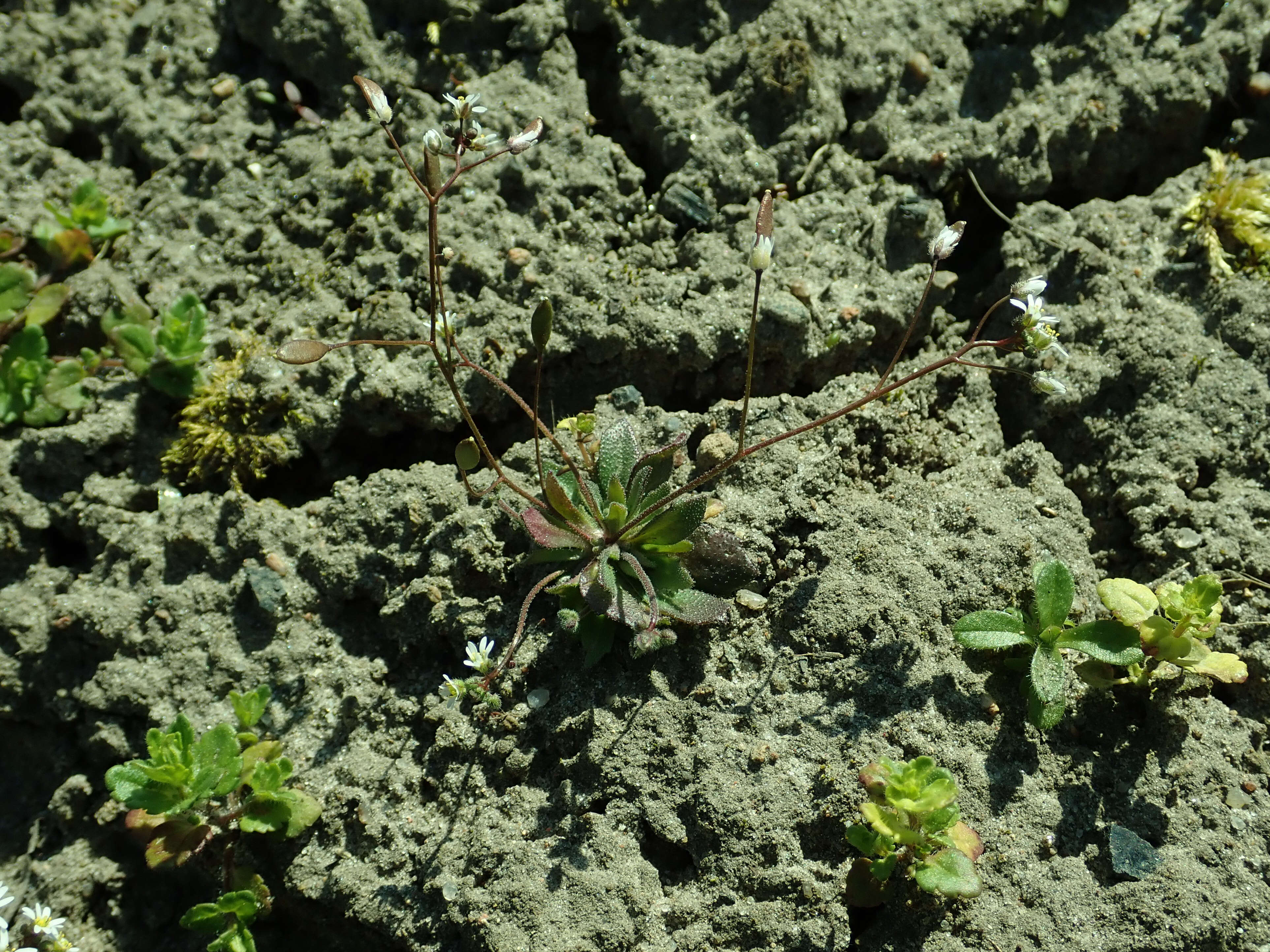 Image of common speedwell