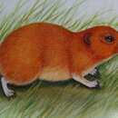 Image of steppe lemming