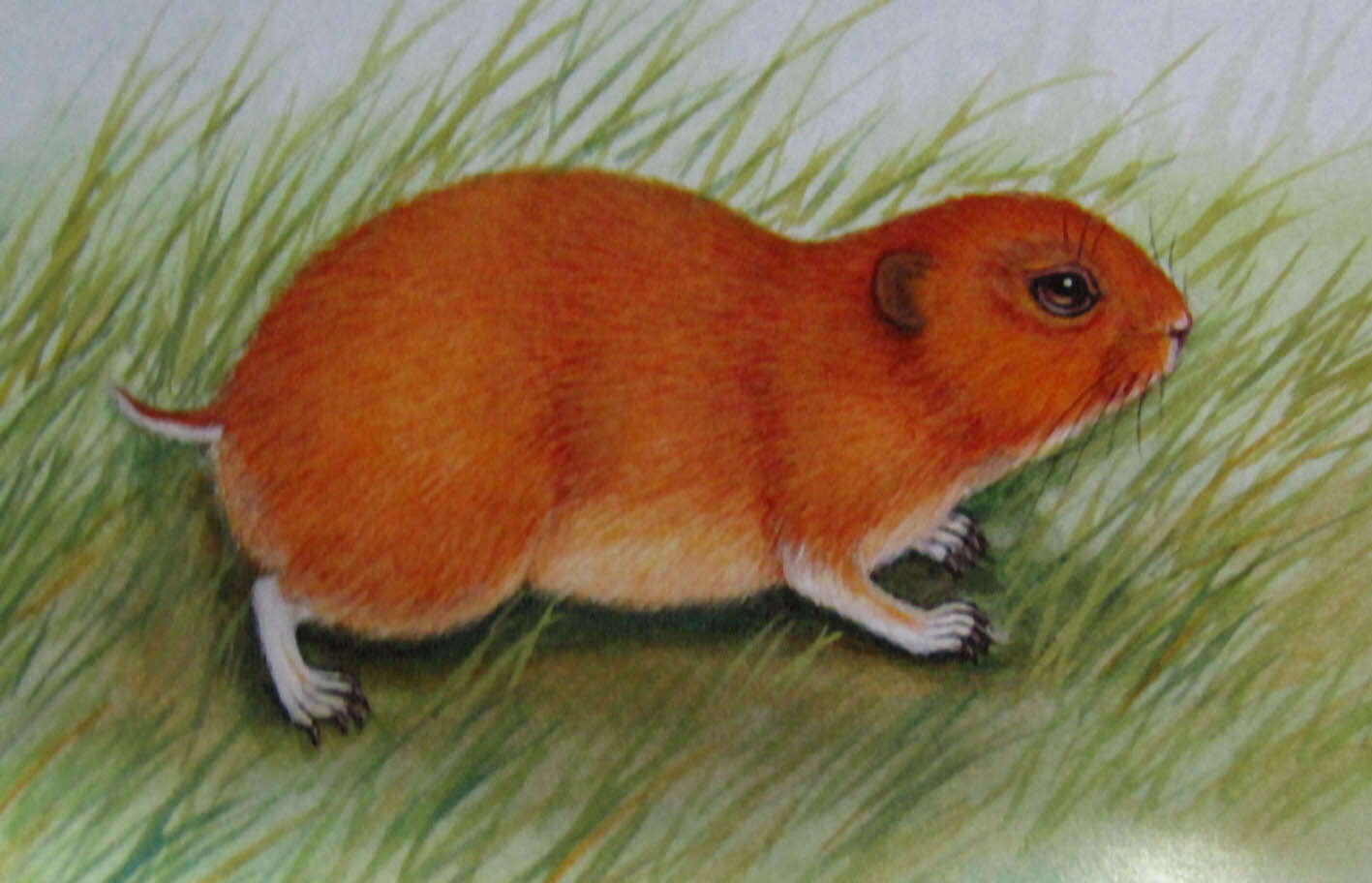 Image of steppe lemming