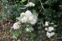 Image of common snowberry