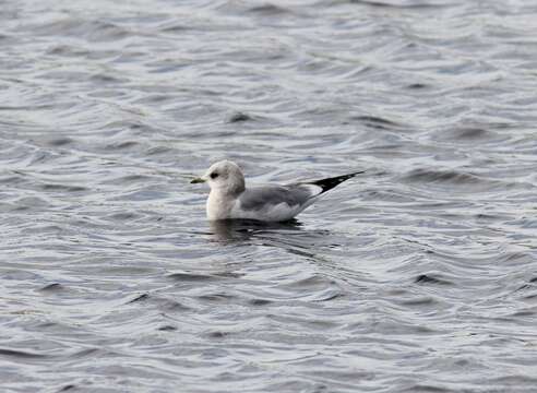 Image of Short-billed Gull