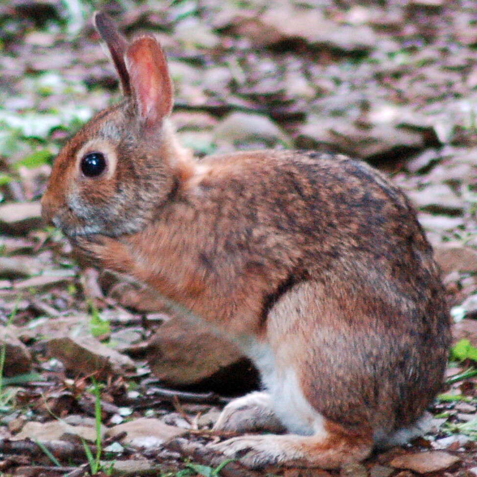 Imagem de Sylvilagus obscurus Chapman, Cramer, Deppenaar & Robinson 1992