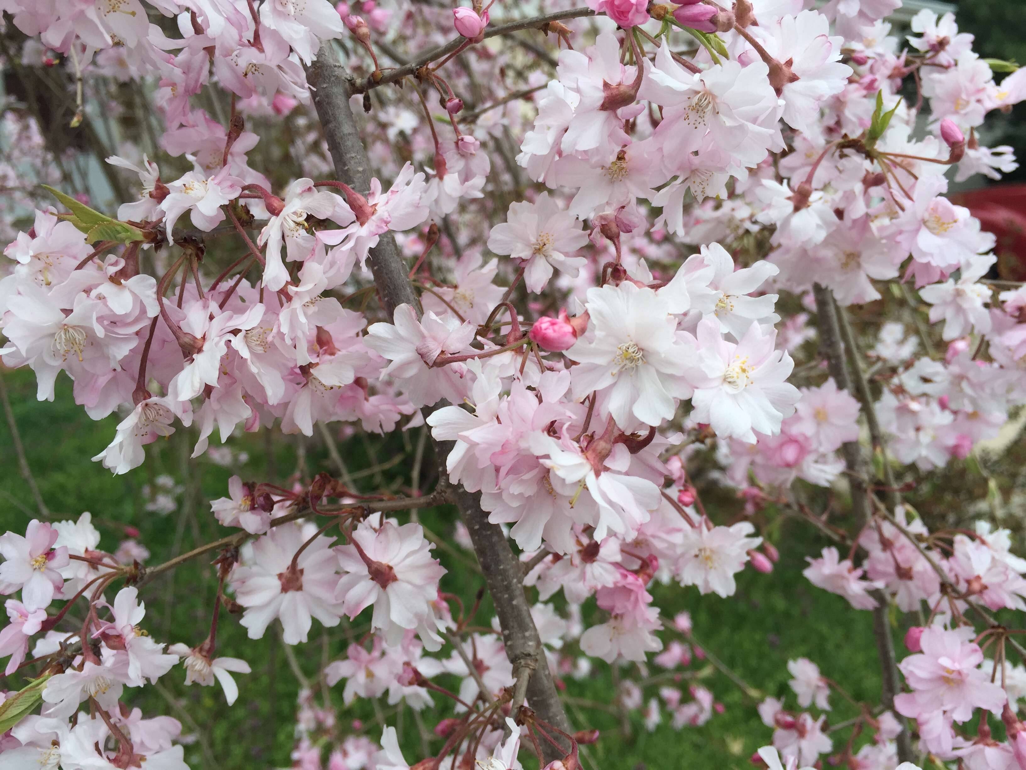 Image de Prunus spachiana (Lavallee ex H. Otto) Kitamura