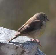 Image of Cape Siskin