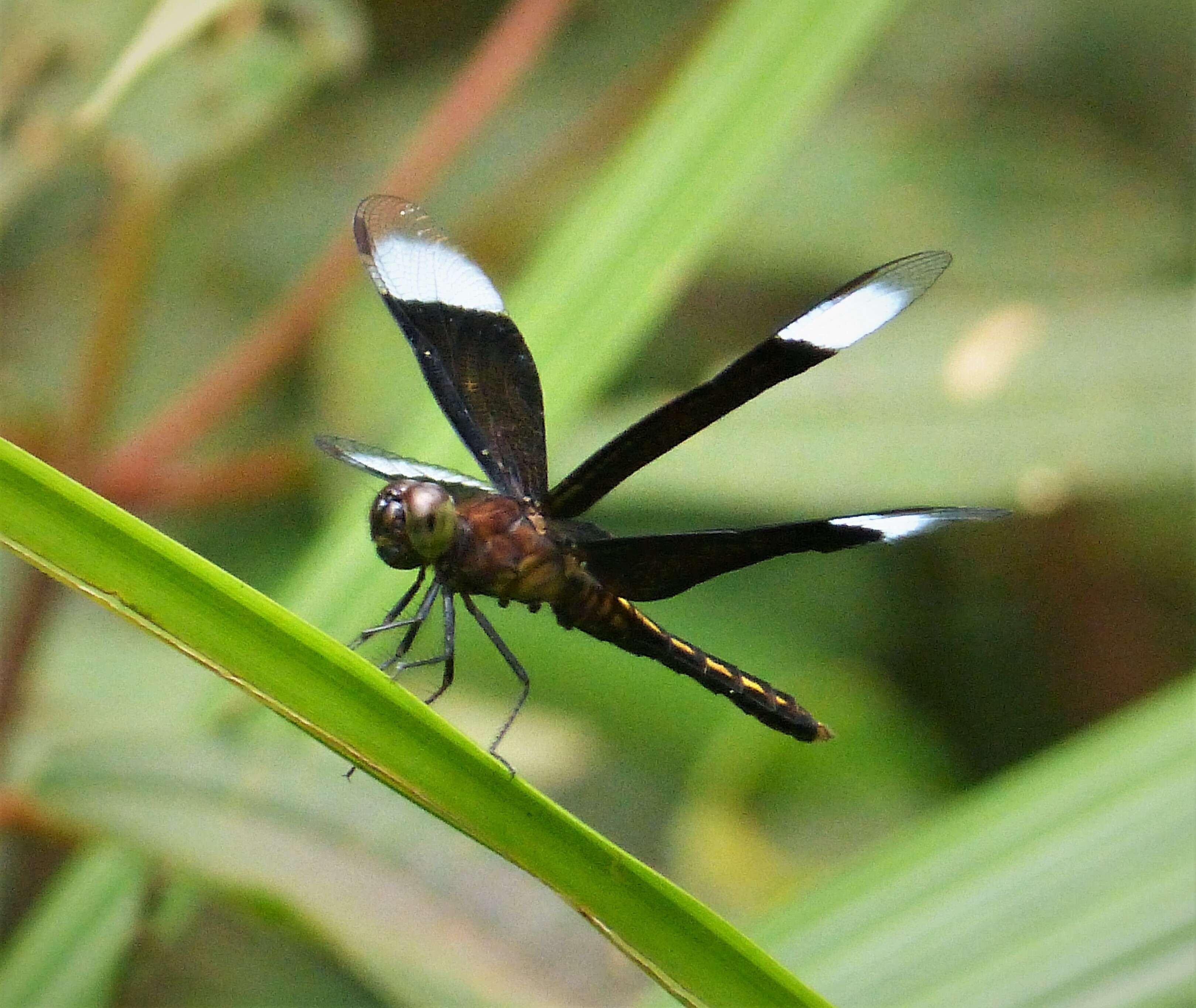 Image of Neurothemis decora (Kaup ex Brauer 1866)