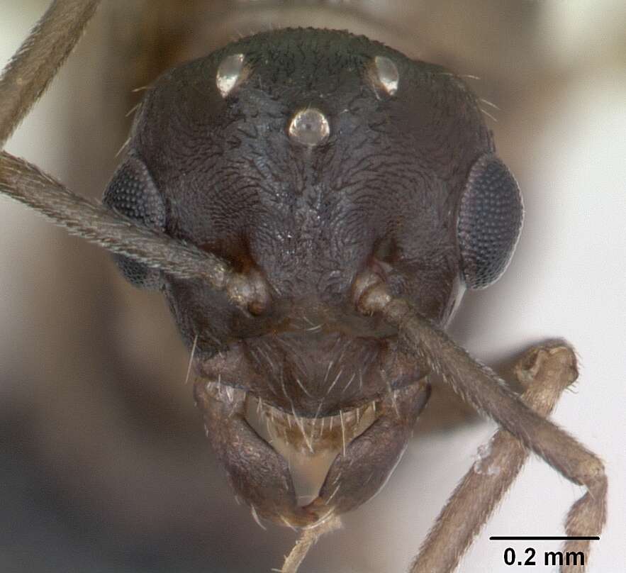 Image de Lasius psammophilus Seifert 1992