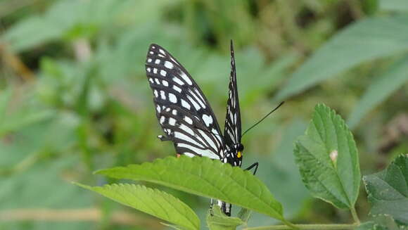 Plancia ëd Hestina assimilis Linnaeus 1758