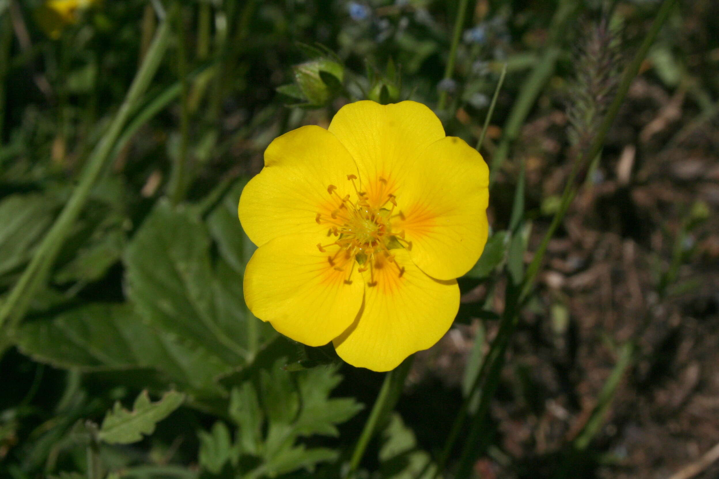 Image of Common Rock-rose