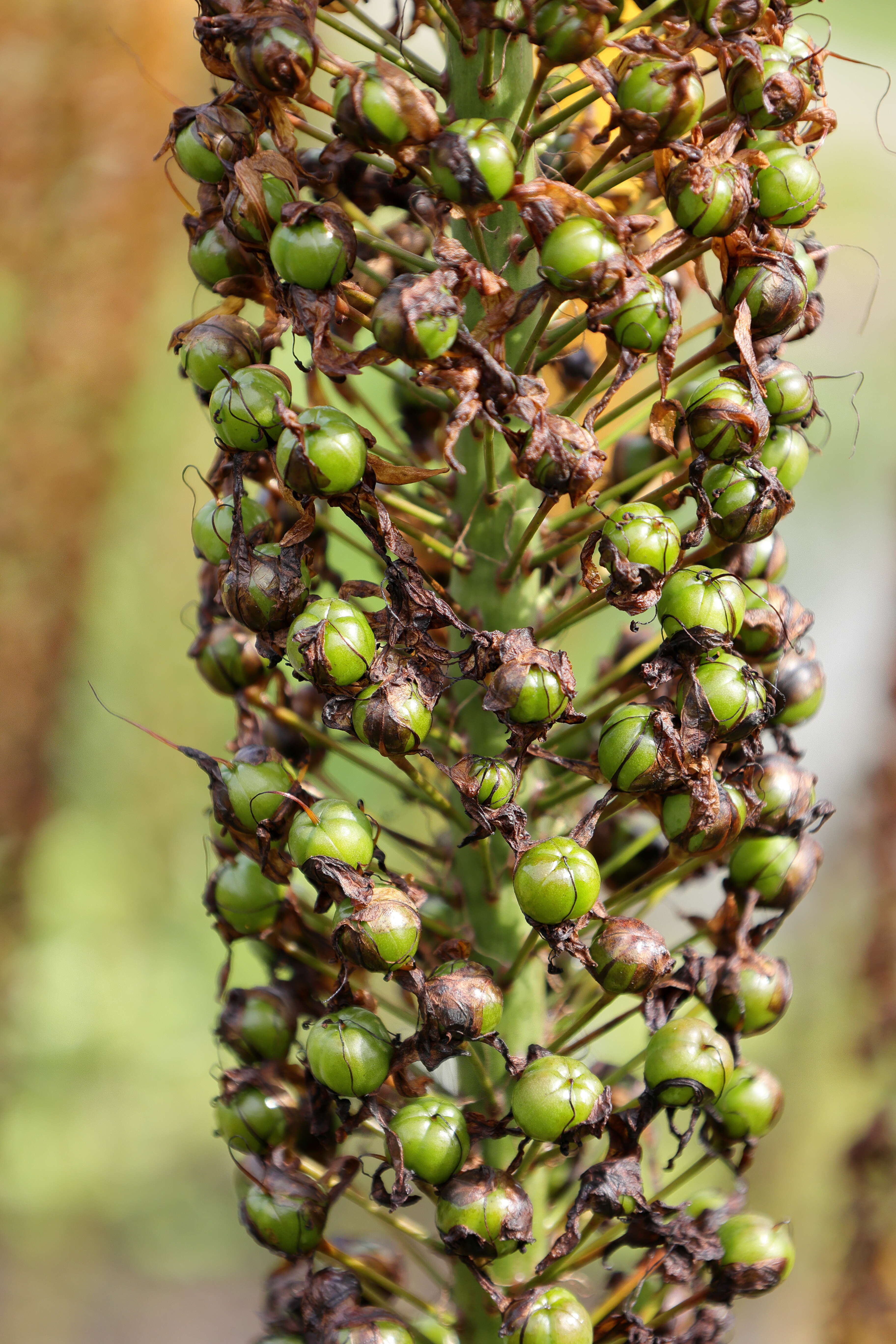 Plancia ëd Eremurus stenophyllus (Boiss. & Buhse) Baker