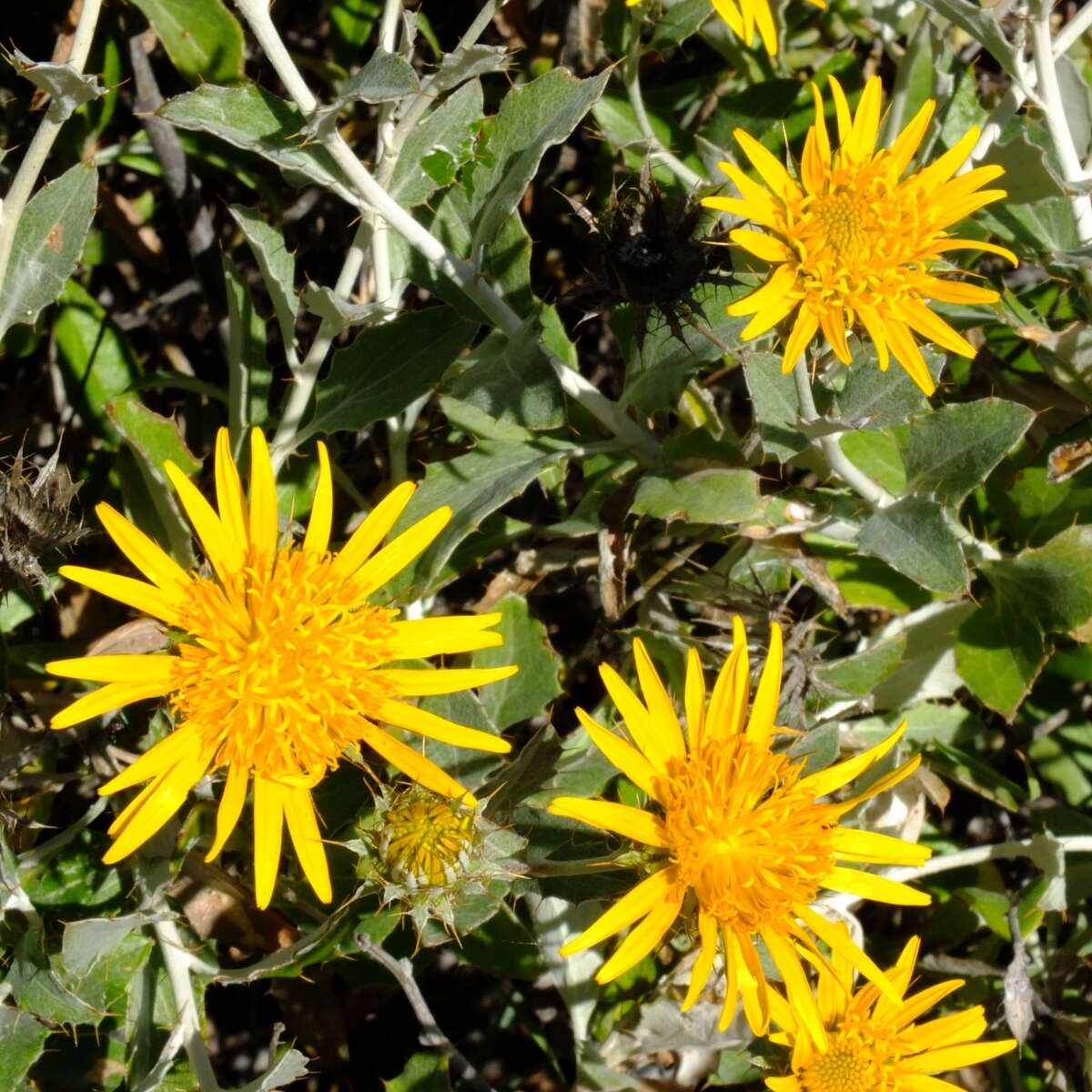 Image of Berkheya fruticosa (L.) Ehrh.