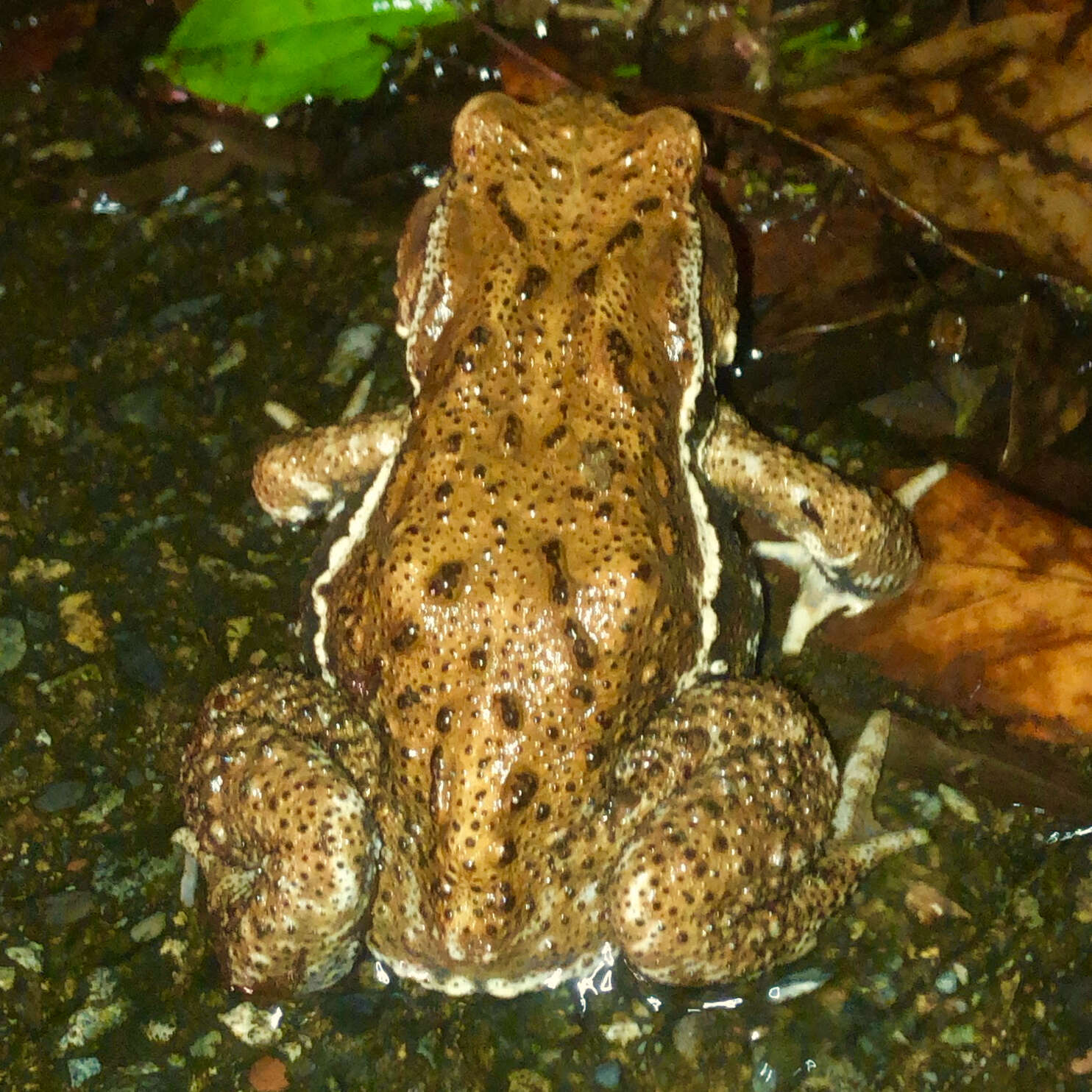 Image of Japanese Common Toad