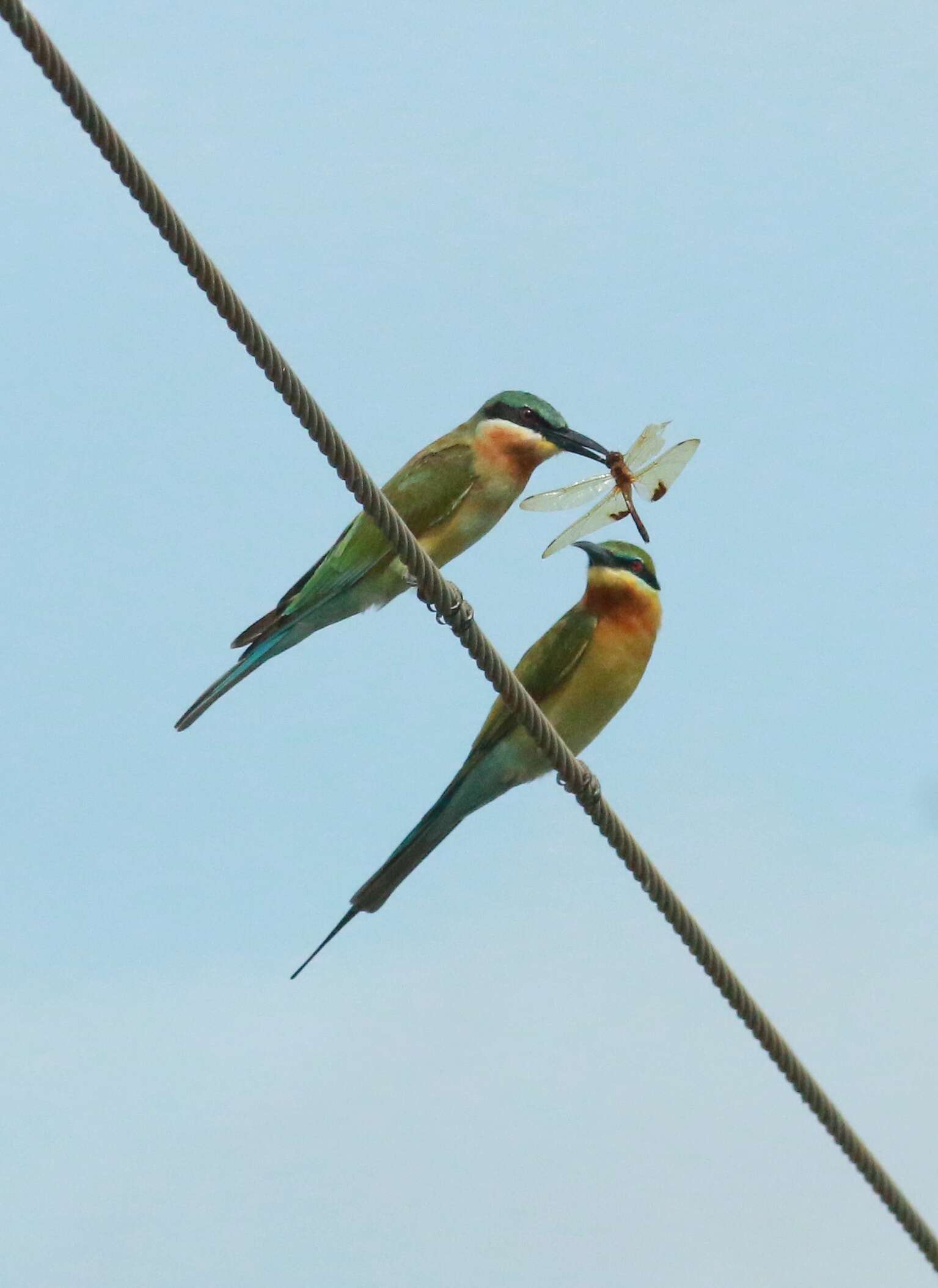 Image of Blue-tailed Bee-eater