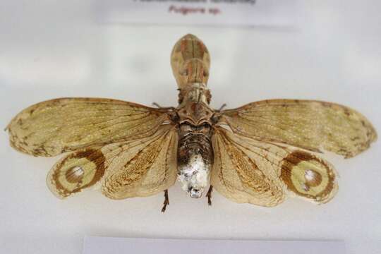 Image of lanternfly