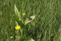 Image of Common Ringlet