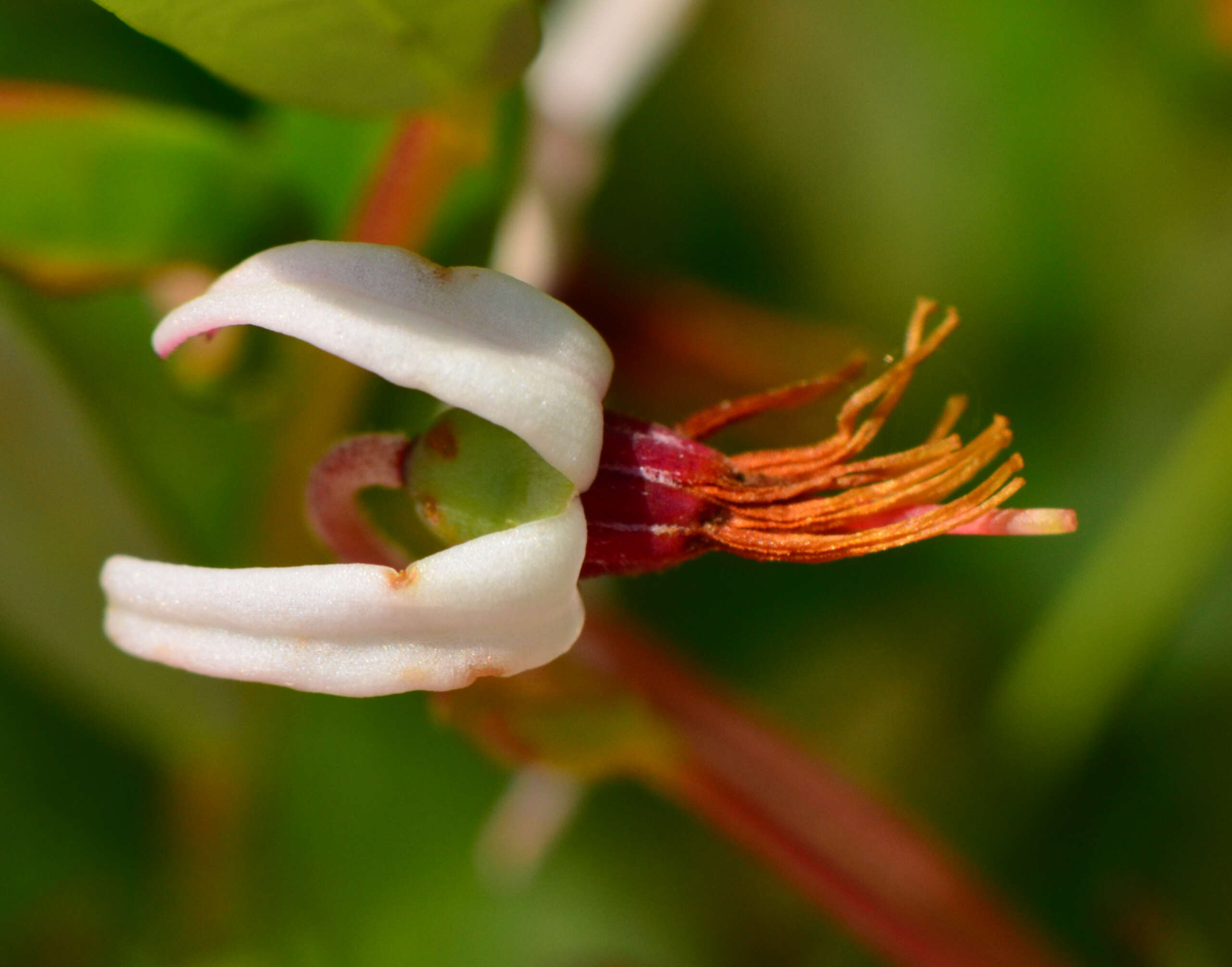 Vaccinium macrocarpon的圖片