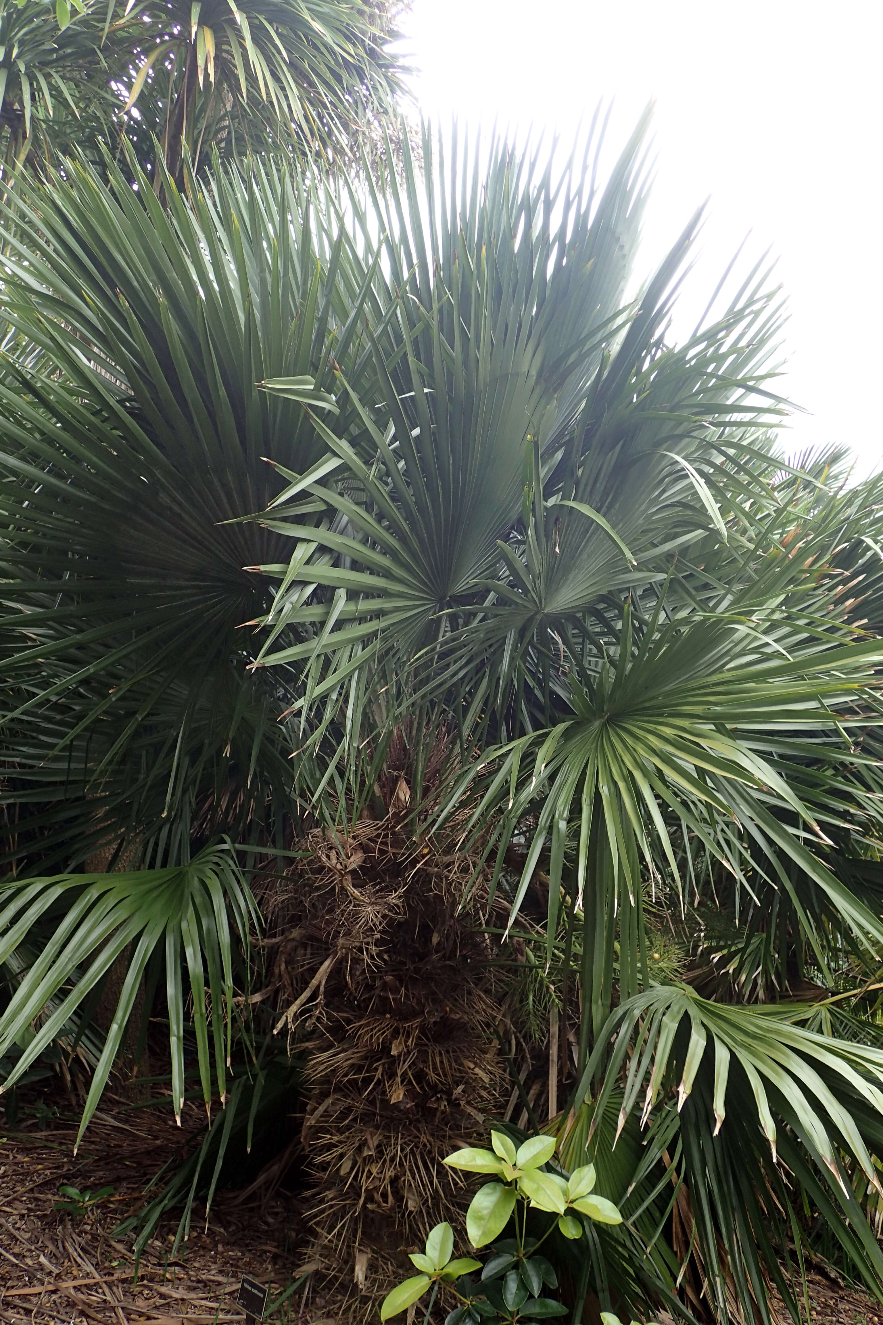 Image of Carana palm