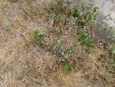 Image of Mediterranean sea lavender