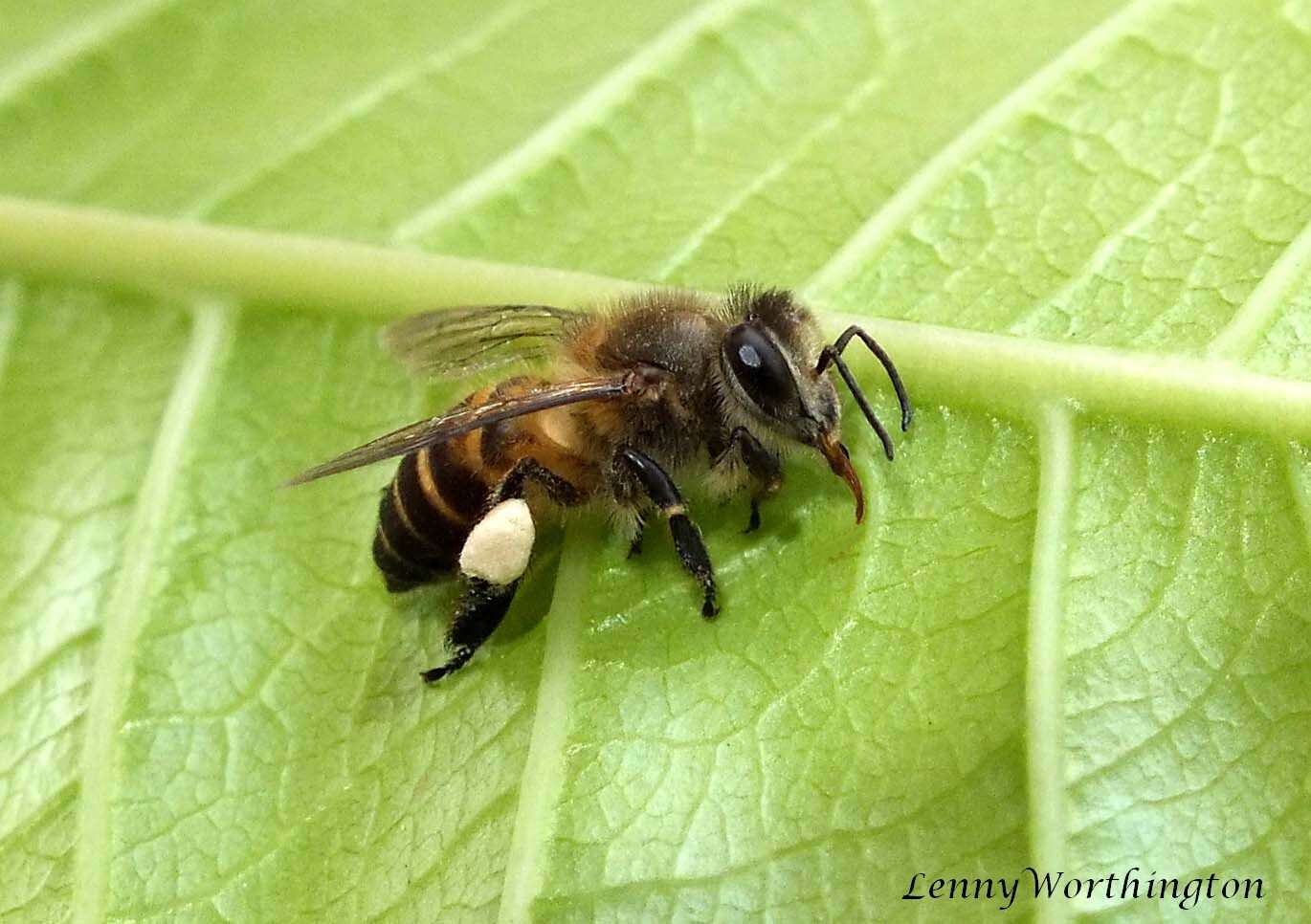 Слика од Apis cerana indica