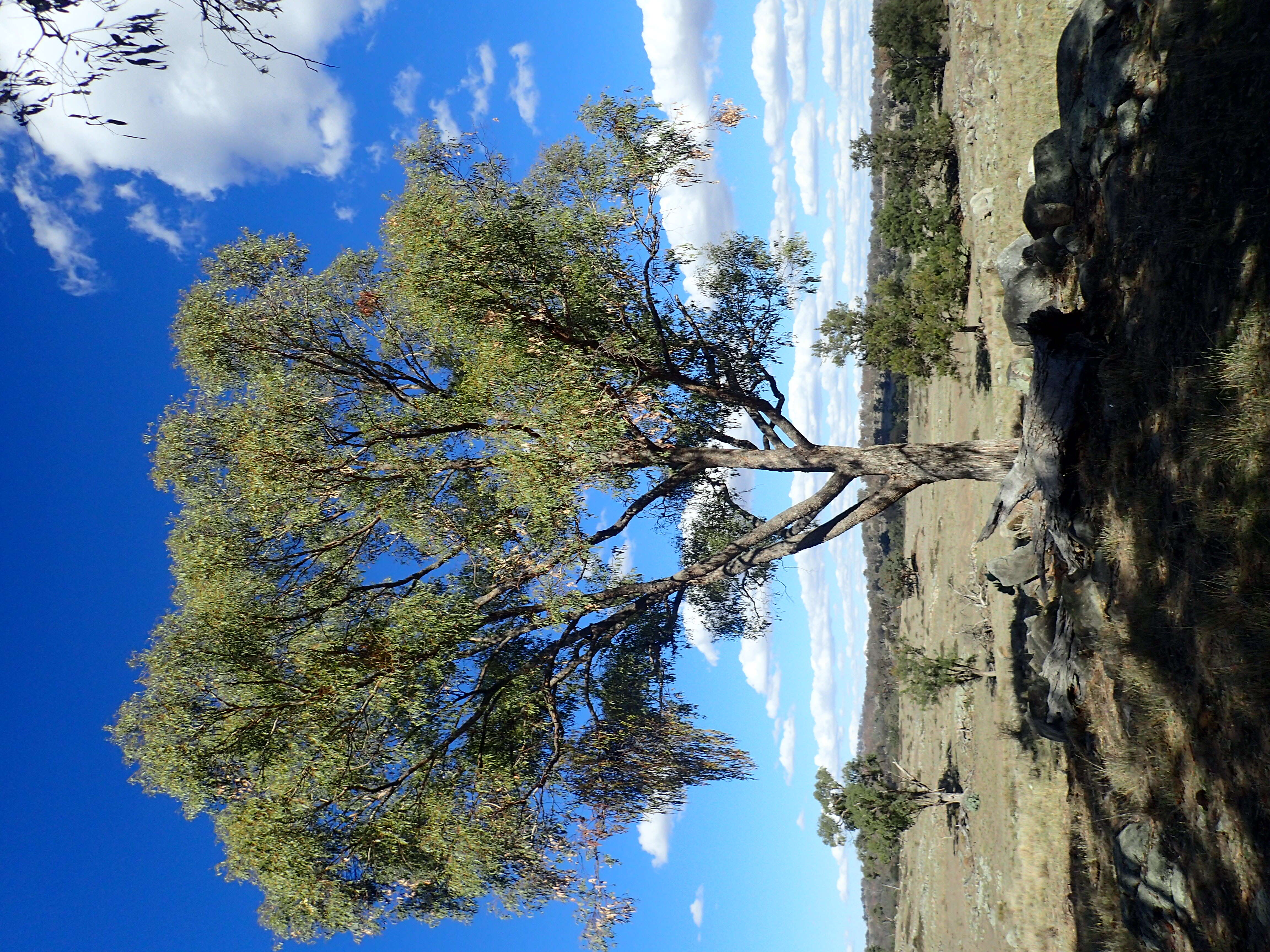 Image of Eucalyptus nova-anglica Deane & Maiden